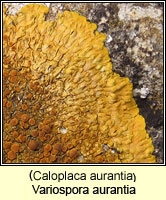 Variospora aurantia (Caloplaca aurantia)