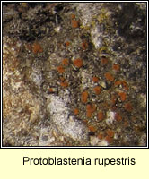 Protoblastenia rupestris