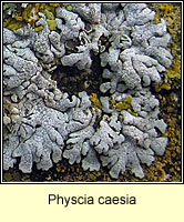 Physcia caesia