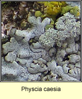 Physcia caesia