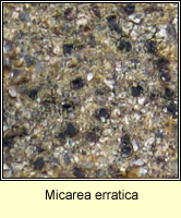 Micarea erratica