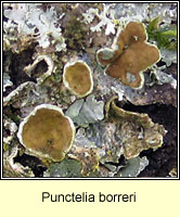 Punctelia borreri