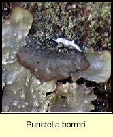 Punctelia borreri