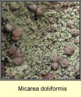 Micarea doliiformis