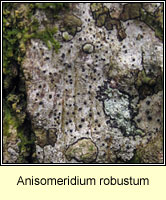 Anisomeridium robustum