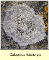 Caloplaca teicholyta