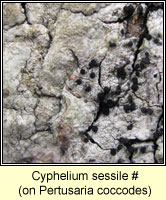 Cyphelium sessile