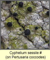 Cyphelium sessile