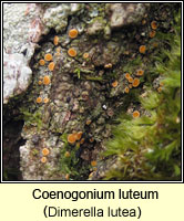 Coenogonium luteum (Dimerella lutea)