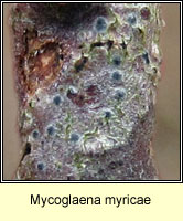 Mycoglaena myricae