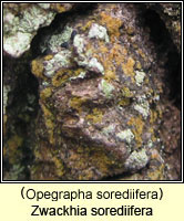 Opegrapha sorediifera