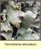 Parmotrema reticulatum