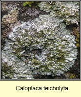 Caloplaca teicholyta