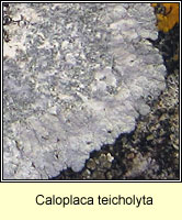 Caloplaca teicholyta