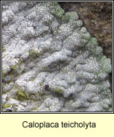 Caloplaca teicholyta