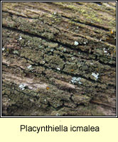 Placynthiella icmalea