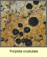 Porpidia crustulata