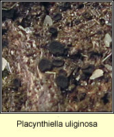 Placynthiella uliginosa