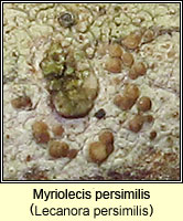 Myriolecis persimilis (Lecanora persimilis)