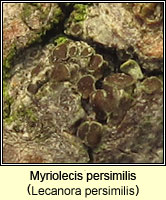 Myriolecis persimilis (Lecanora persimilis)