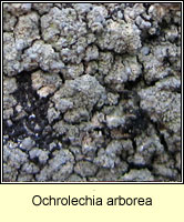 Ochrolechia arborea