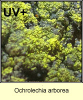 Ochrolechia arborea