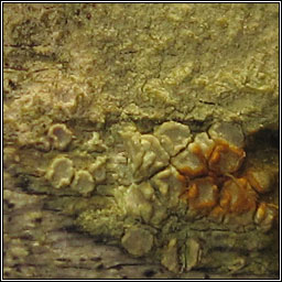 Lecanora expallens