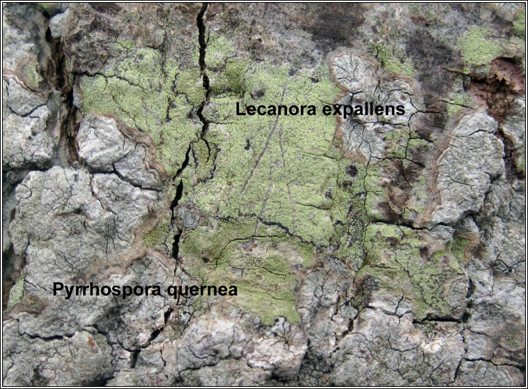 Lecanora expallens and Pyrrhospora quernea