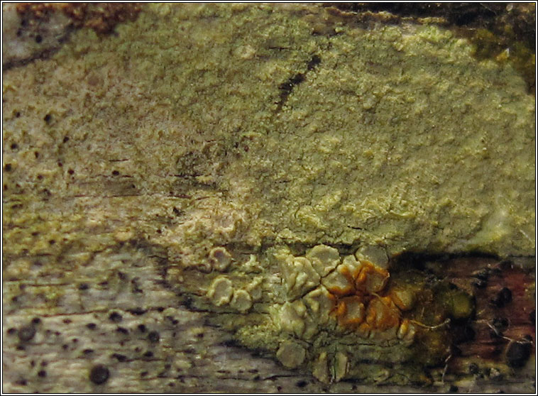 Lecanora expallens, fertile