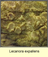 Lecanora expallens