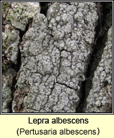 Lepra albescens (Pertusaria albescens)