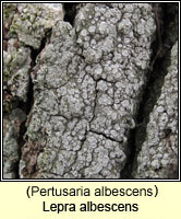 Pertusaria albescens