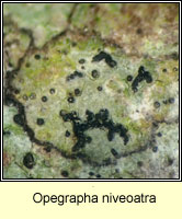 Opegrapha niveoatra