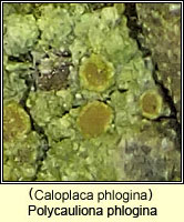 Polycauliona phlogina (Caloplaca phlogina)