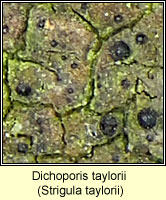 Strigula taylorii