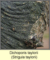 Strigula taylorii