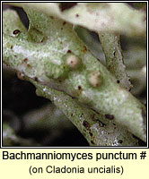 Bachmanniomyces uncialicola