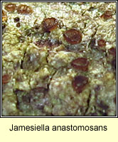 Jamesiella anastomosans