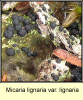 Micaria lignaria var lignaria