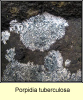 Porpidia tuberculosa