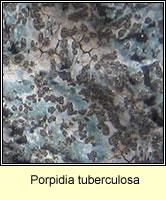 Porpidia tuberculosa