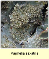 Parmelia saxatilis