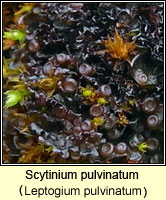 Scytinium pulvinatum (Leptogium pulvinatum)