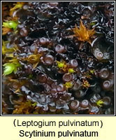 Leptogium pulvinatum