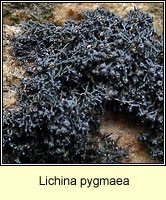 Lichina pygmaea