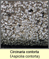 Circinaria contorta (Aspicilia contorta)