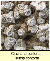 Circinaria contorta (Aspicilia contorta)