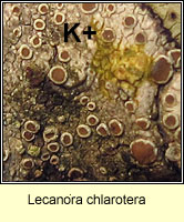 Lecanora chlarotera