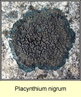 Placynthium nigrum