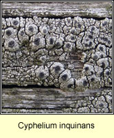 Cyphelium inquinans